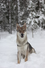 Snow wolf