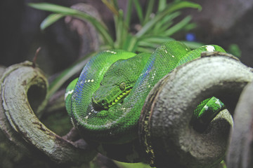 green snake