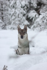 Snow wolf