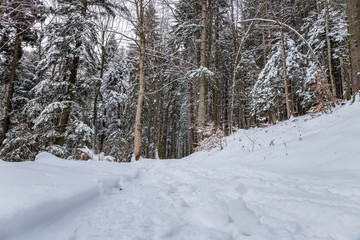 Path in the woods in winter, Transylvania, Romania