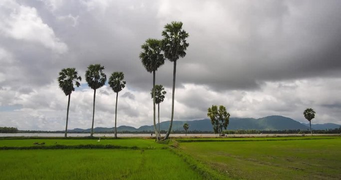Beautiful time lapse, timelapse of cloud sky with palm trees on rice filed, paddy fields. Royalty high-quality free stock video footage time lapse or timelapse cloudy sky and palm tree or coconut tree