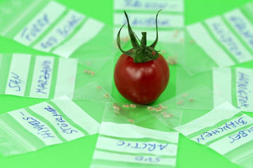 tomato seeds different varieties for sowing