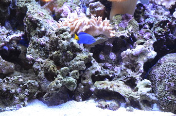 Lonely blue fish on the background of the seabed