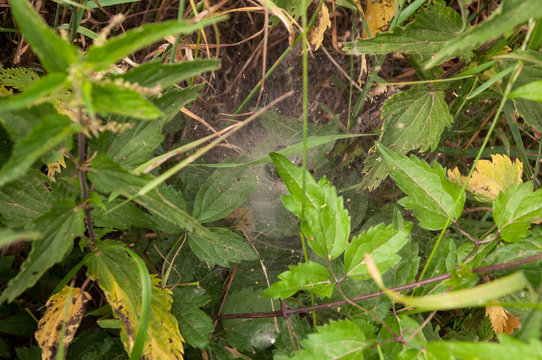 Spinnennetz in einer Wiese
