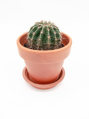 Cactus in a ceramic terracotta pot as a home interior design element, isolated on a white background