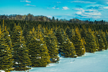 Pine trees as far as the eye can see covered in snow with rolling winter hills