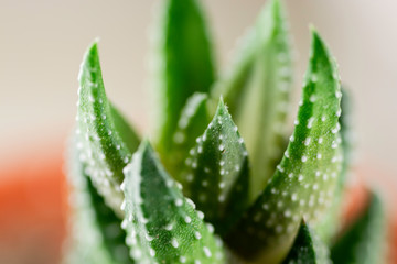 Green pointed succulent macro close up shot in orange pot