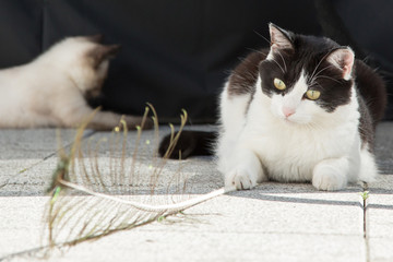 Schwarzweiße Katze spilet mit Feder