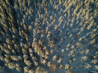 Aerial view of snowy treetops of coniferous forest