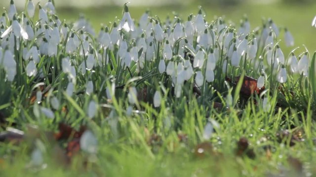 Snowdrops at Baslow, Derbyshire, England, Uk, Europe 