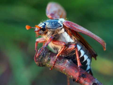 May Beetle (Maik&auml;fer)
