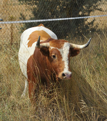 bull in spain