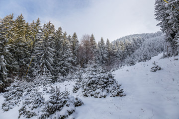 Naklejka premium Path in the woods in winter, Transylvania, Romania