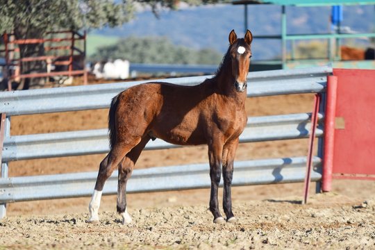 caballo andaluz