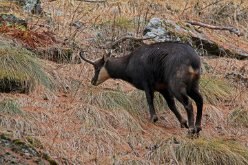 camoscio (Rupicapra rupicapra) al pascolo con manto invernale