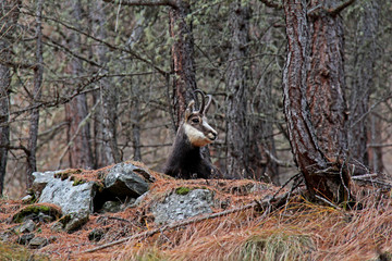 un camoscio (Rupicapra rupicapra) osserva il bosco dall'alto