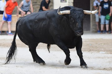 toros y vacas
