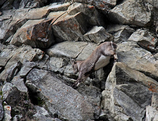 una femmina di stambecco (Capra ibex) procede sicura tra le rocce