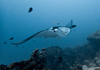 Manta Ray Swimming Underwater in Blue Sea