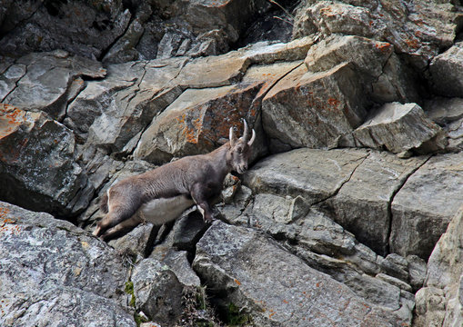 una femmina di stambecco (Capra ibex) procede sicura tra le rocce