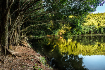 Lago das arvores