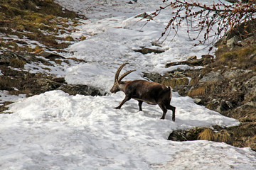 un maschio di stambecco attraversa con cautela una lingua di neve