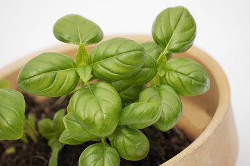 Close shot of a basil in a pot