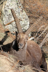 stambecco (Capra ibex); un vecchio maschio riposa al sole di dicembre