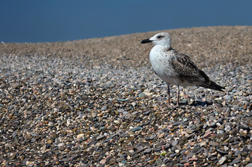 Young yellow-legged gull - Larus michahellis. Seagull on the pebble beach of the Black Sea coast. Fauna of Ukraine.