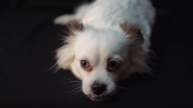happy white cute Spitz dog on black background