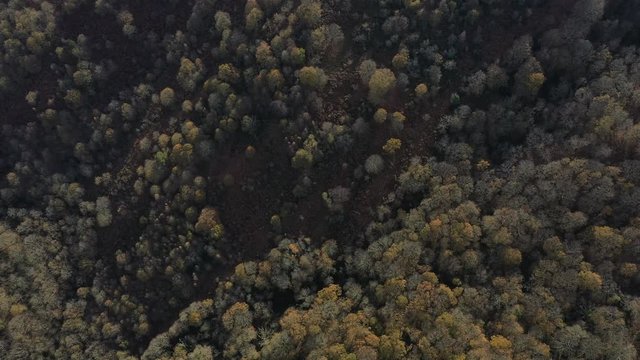 Oak forest (Bosque de Robles), Remendon forest, Guriezo Municpality, Cantabria, Spain, Europe
