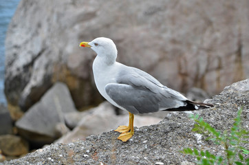 Seagull on the seashore of the Black Sea. Yellow-legged gull - Larus michahellis. Fauna of Ukraine.
