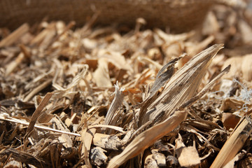 Dried corn husks, dry leaves used  to wrap mexican food.   Environmentally friendly enclosure