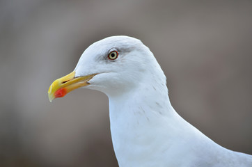 Yellow-legged gull - Larus michahellis. Seagull in its natural habitat. Fauna of Ukraine. Shallow depth of field, closeup.