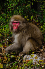 Naklejka na ściany i meble Snow Macaque Monkey