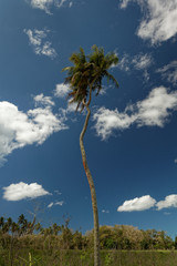 The legendary two headed palm tree on Tonga, Tongatapu Island.