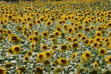 Sunflower in spanish field