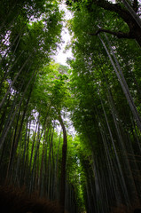 Fototapeta na wymiar Bamboo Forest