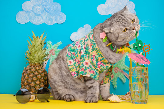 A cat on vacation in a Hawaiian shirt with pineapples and sun glasses and a cocktail drinking from a straw. On the beach with malma. A concept of rest, relaxation, vacation