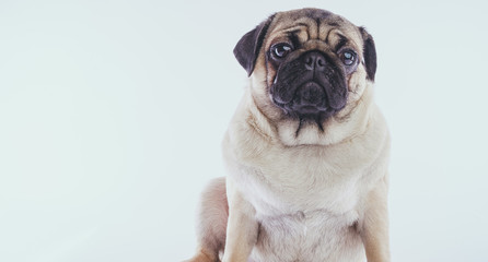 Funny pug puppy, on white background. Crazy dog