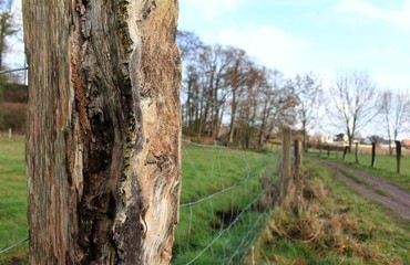 Zanpfahl an der Weide