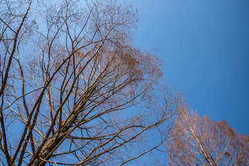 青空と枯れ木