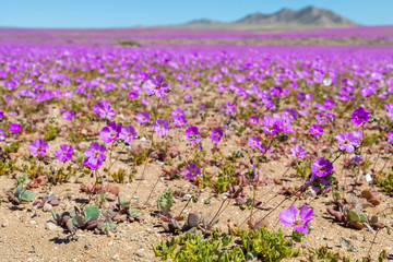 From time to time rain comes to Atacama Desert, when that happens thousands of flowers grow along...