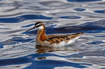 Wilson's Phalarope - male