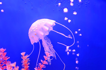 Beautiful jellyfish, in the water