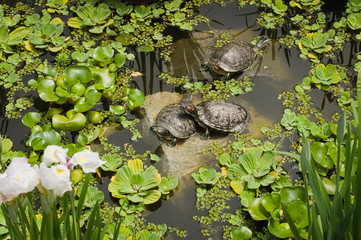 Naklejka premium Snowy turtles bask in the sun lying on the stones among the greenery and water