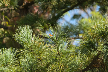Pine branches in green against a blue sky with needles in a coniferous forest