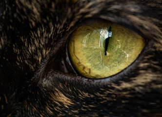 Close up high resolution macro photograph of a cat face and eye