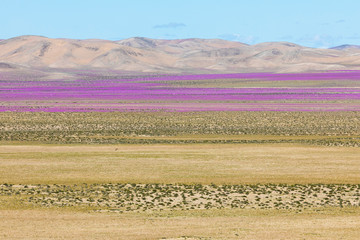 Fototapeta na wymiar From time to time rain comes to Atacama Desert, when that happens thousands of flowers grow along the desert from seeds that are from hundreds of years ago, amazing the 