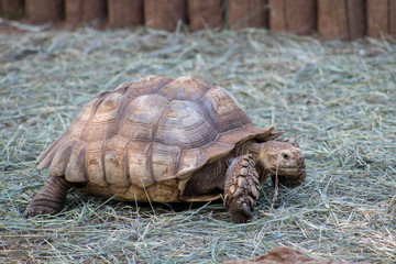 Photo of turtles taken at Reptile Gardens. Rapid City, South Dakota / United States- 07/2018